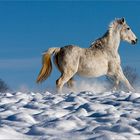 galopp im schnee