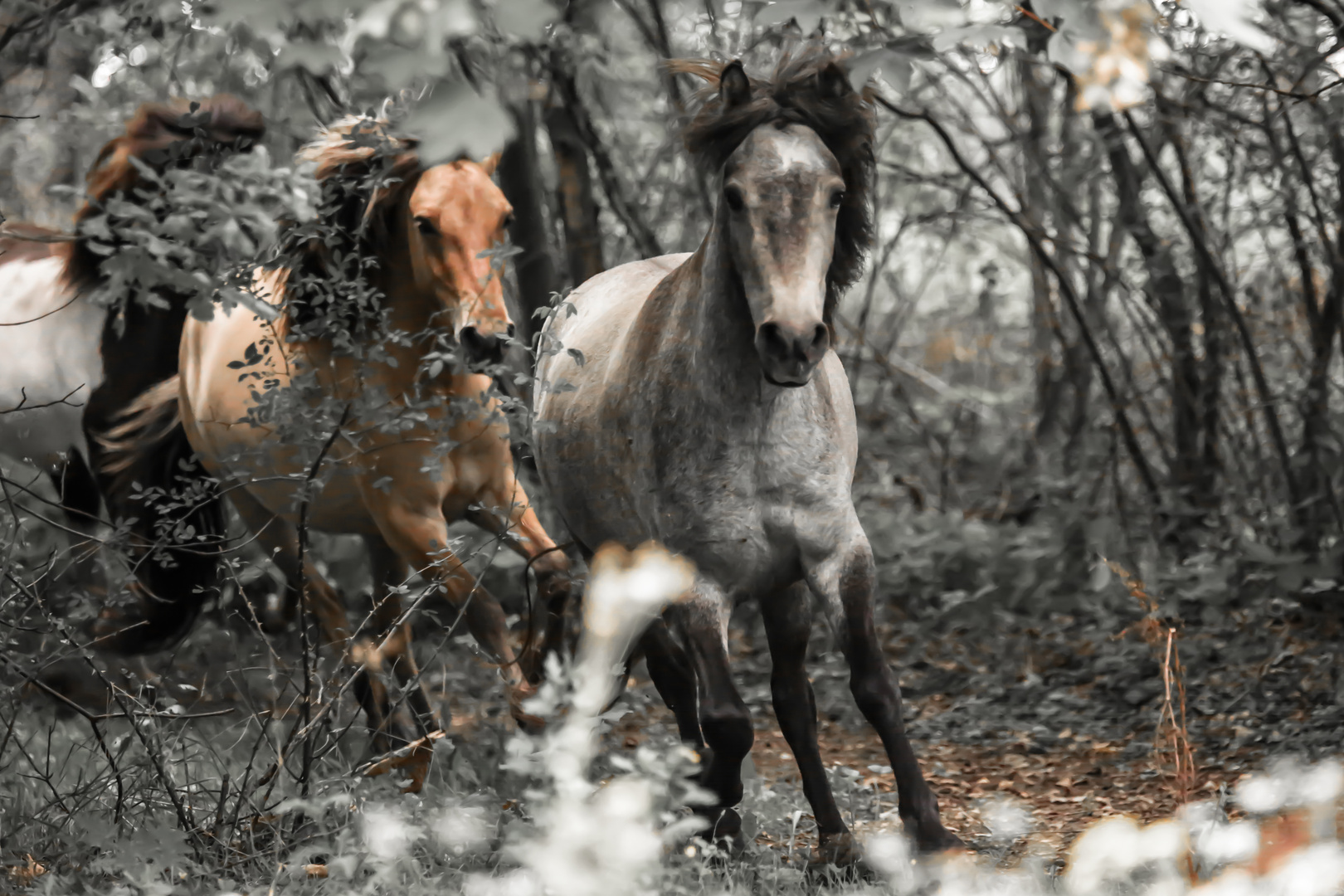 Galopp im Wald