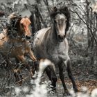 Galopp im Wald