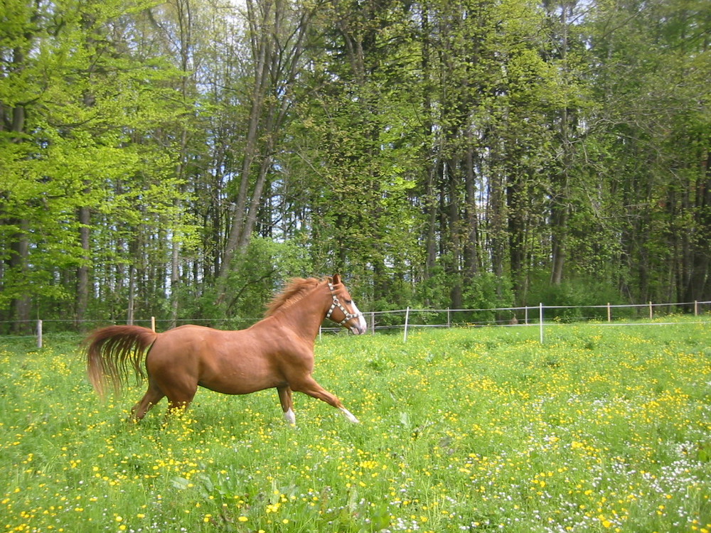 Galopp in der Blumenwieße