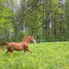 Galopp in der Blumenwieße