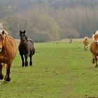 ... GALOPP in´s Wochenende !!! ...