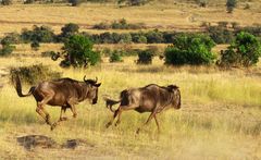 Galopp von Gnus