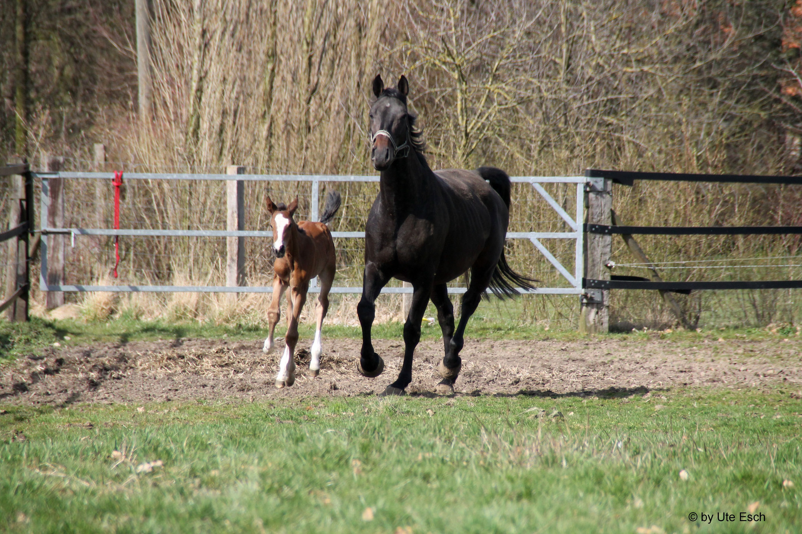 Galopper des Jahres