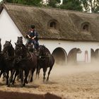 Galoppieren mit insgesamt 10 pferden