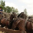 Galoppieren mit insgesamt 10 pferden - teil 2