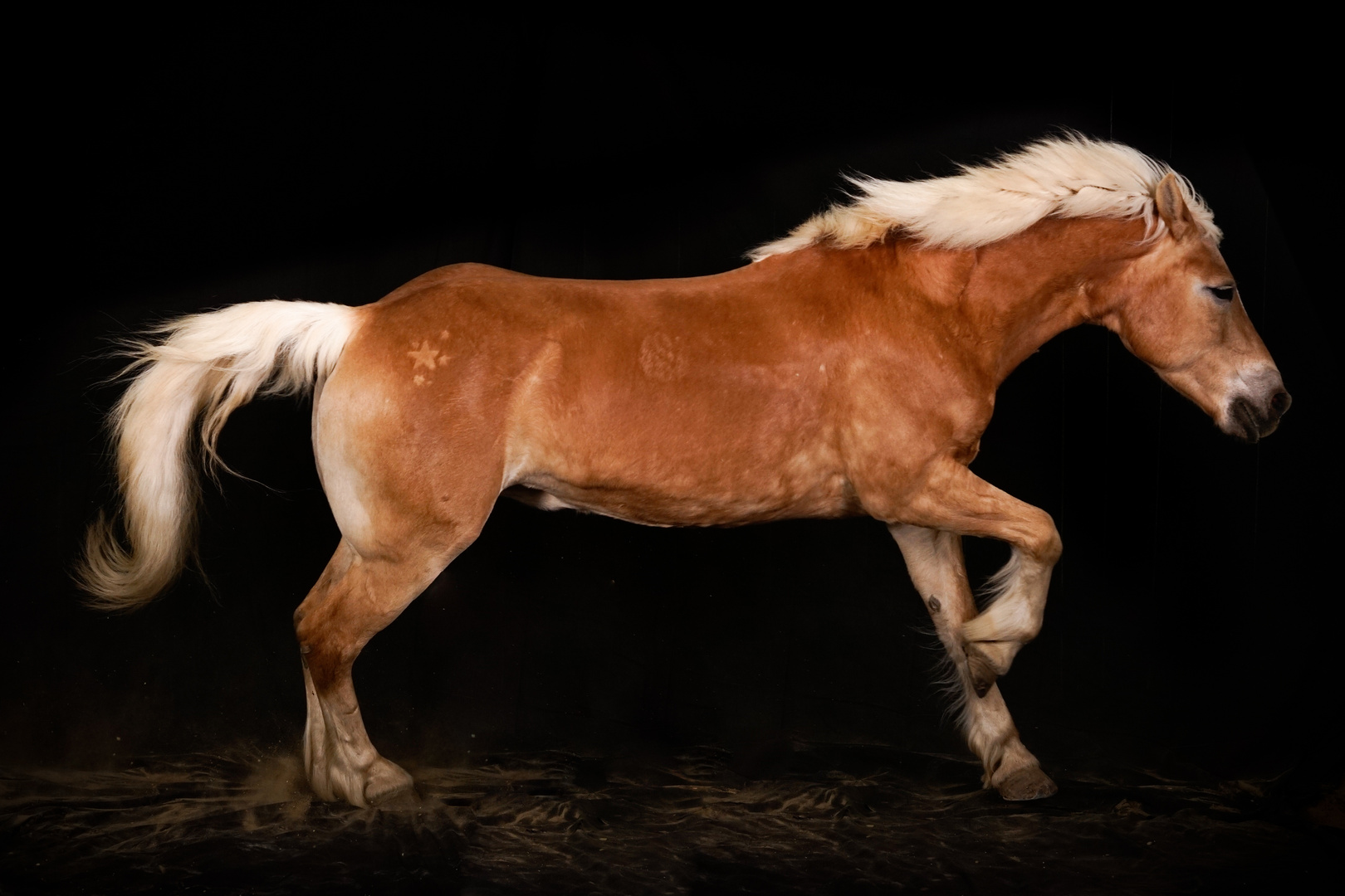 Galoppierende Haflinger-Stute