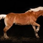 Galoppierende Haflinger-Stute