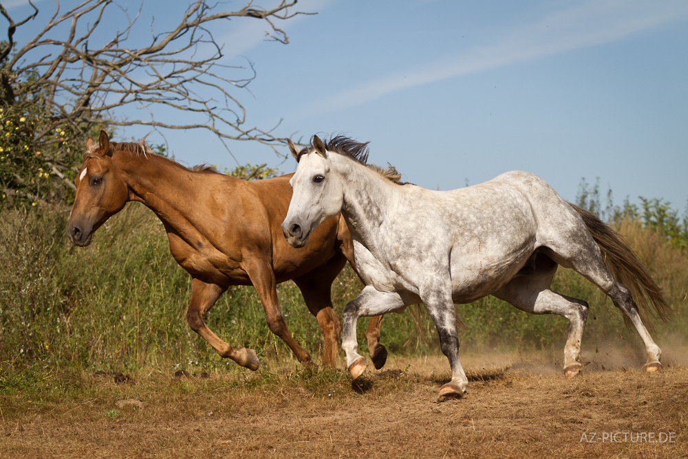 Galoppierende Pferde Foto Bild Tiere Haustiere Pferde Esel Maultiere Bilder Auf Fotocommunity