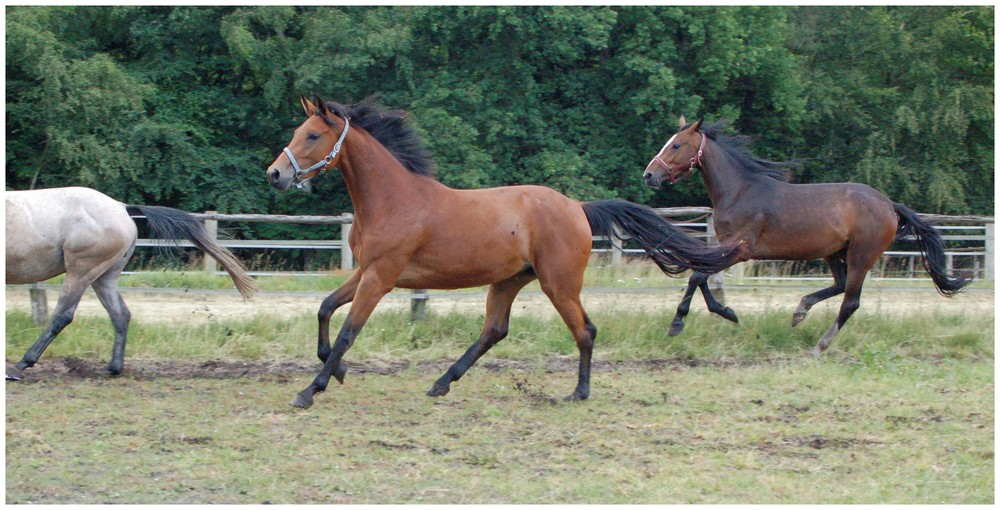 Galoppierende Pferde Foto Bild Tiere Haustiere Pferde Bilder Auf Fotocommunity