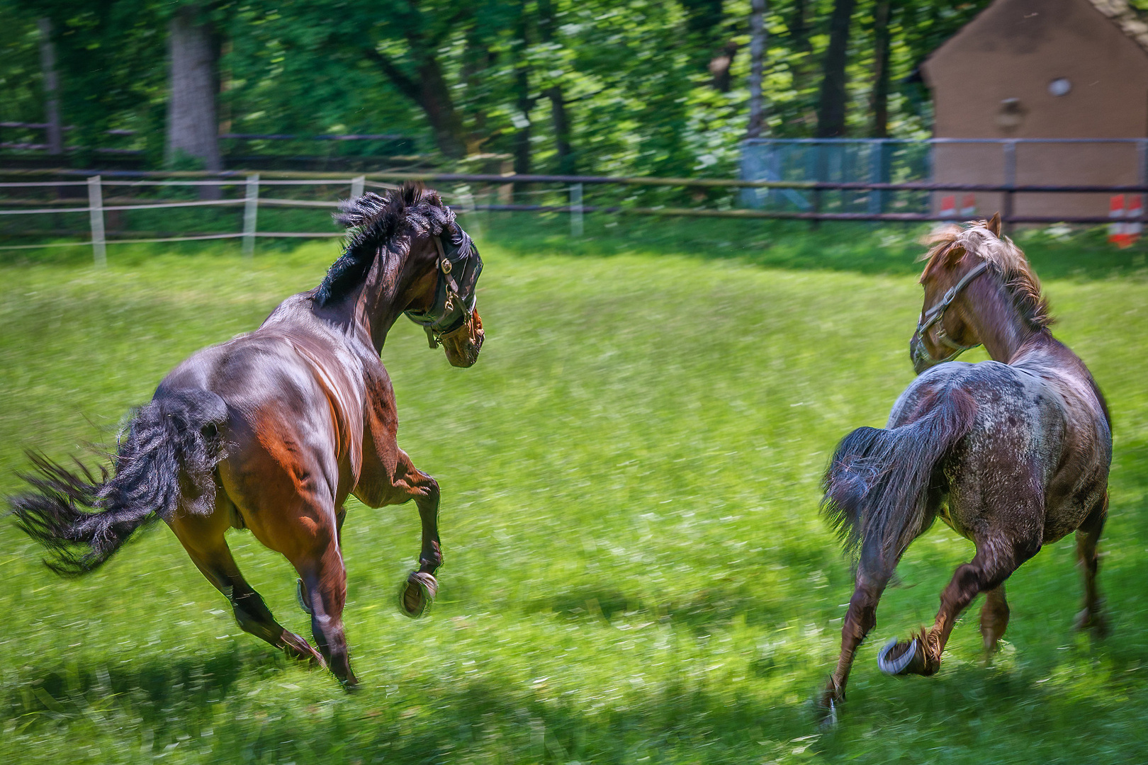 Galoppierende Pferde auf der Koppel