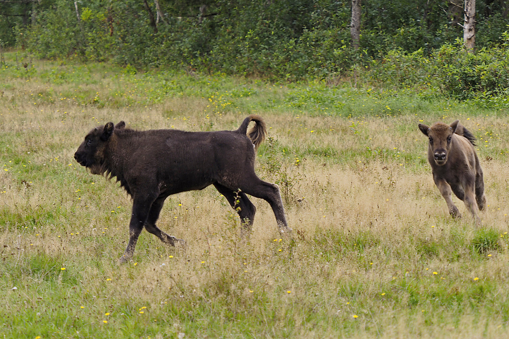 Galoppierende Wisent-Youngster beim Spielen