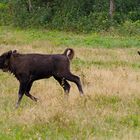 Galoppierende Wisent-Youngster beim Spielen