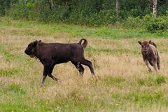 Galoppierende Wisent-Youngster beim Spielen