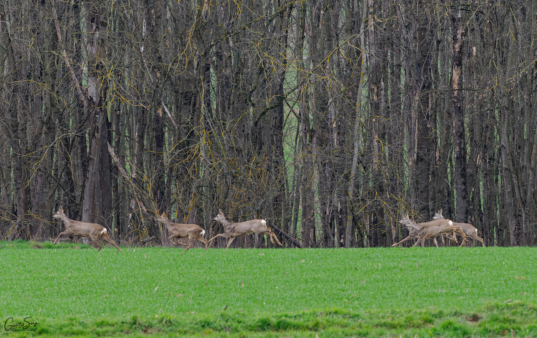 Galopprennbahn am Waldesrand