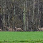 Galopprennbahn am Waldesrand