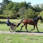 Galopprennbahn-Hoppegarten (Trainingsbahn)