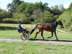 Galopprennbahn-Hoppegarten (Trainingsbahn)