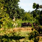 GALOPS CAMARGUAIS