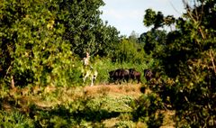 GALOPS CAMARGUAIS