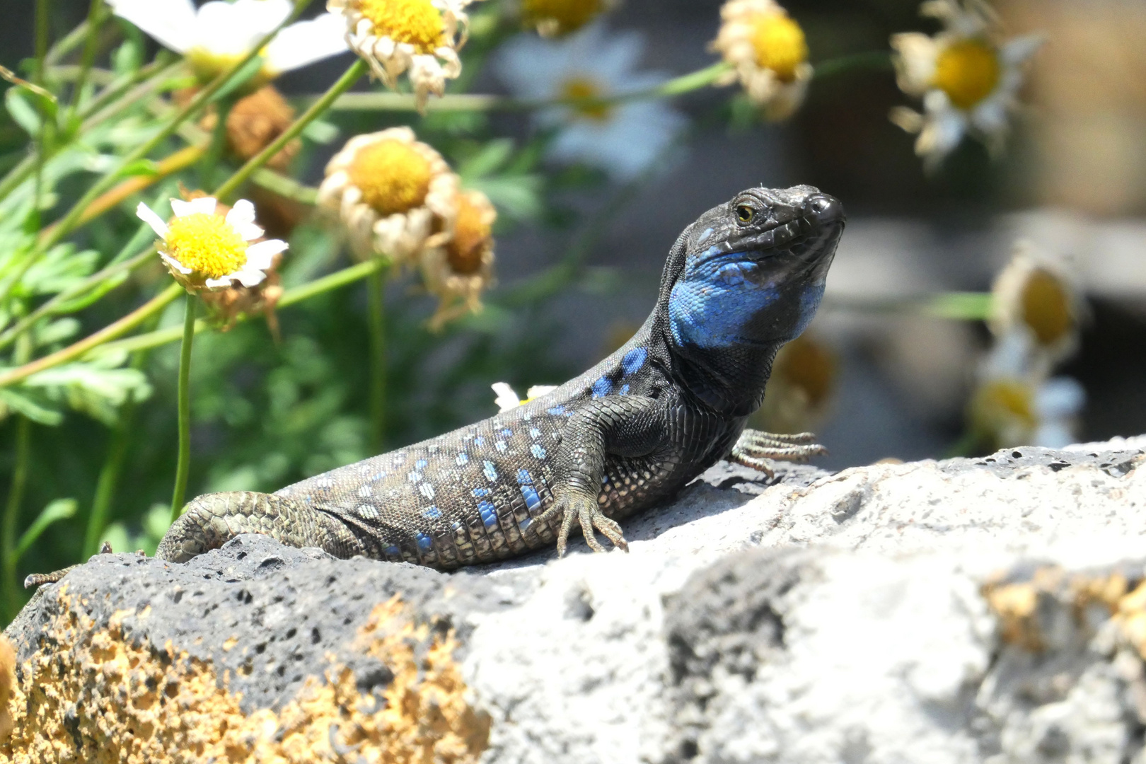 Galotia galloti palmae in Las Manchas - genannt Eidechse