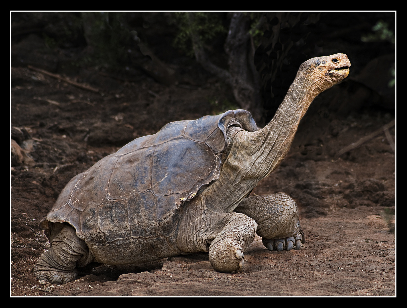 GALÁPAGOS