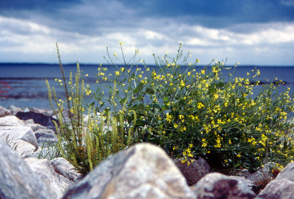 Galway bay 2009