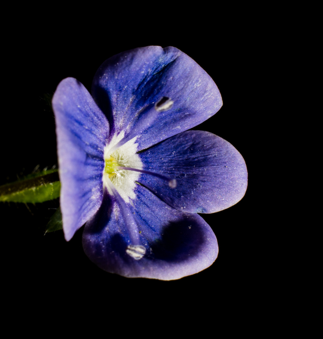 Gamander Ehrenpreis Blüte