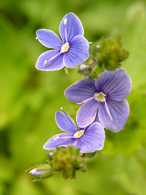 Gamander-Ehrenpreis (veronica chamaedrys)