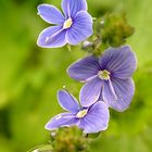 Gamander-Ehrenpreis (veronica chamaedrys)