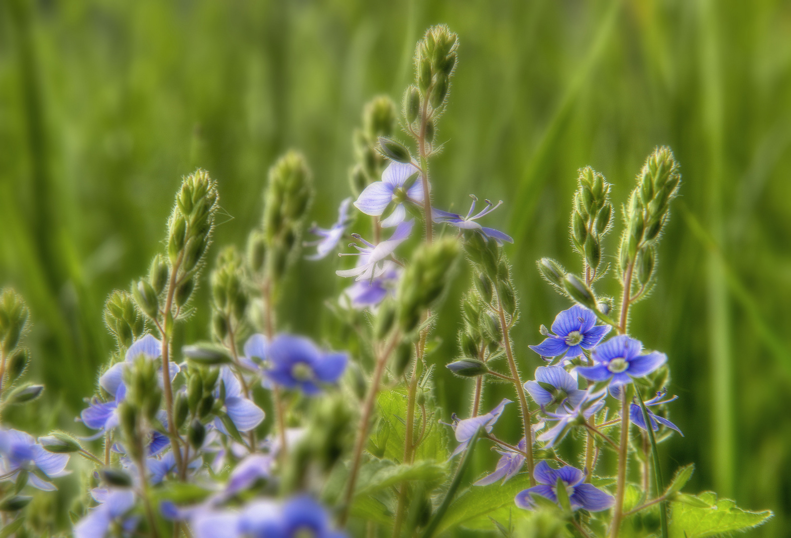 Gamander Ehrenpreis (Veronica chamaedrys)