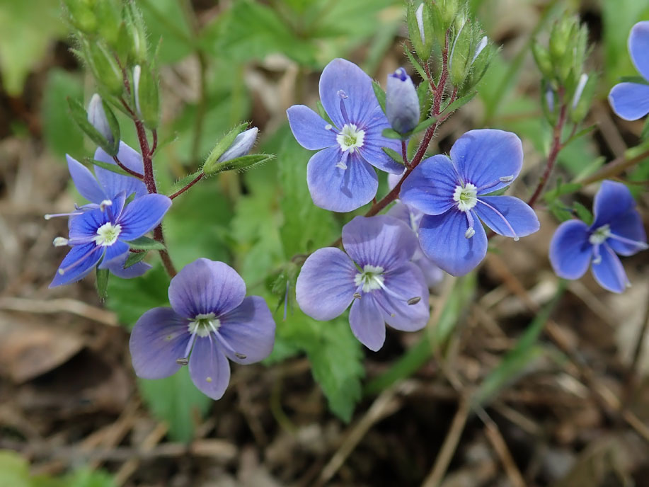 Gamander-Ehrenpreis (Veronica chamaedrys)