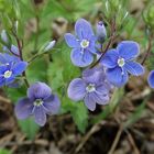 Gamander-Ehrenpreis (Veronica chamaedrys)