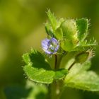 Gamander-Ehrenpreis (Veronica chamaedrys)