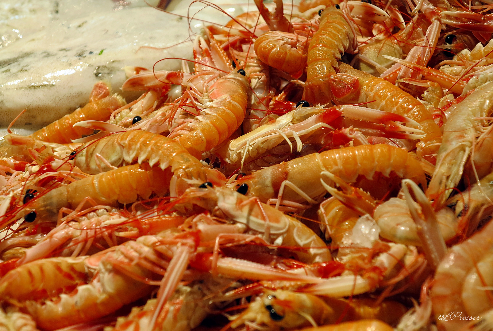 GAMBAS ... Foto &amp; Bild | europe, spain, andalusien Bilder auf fotocommunity