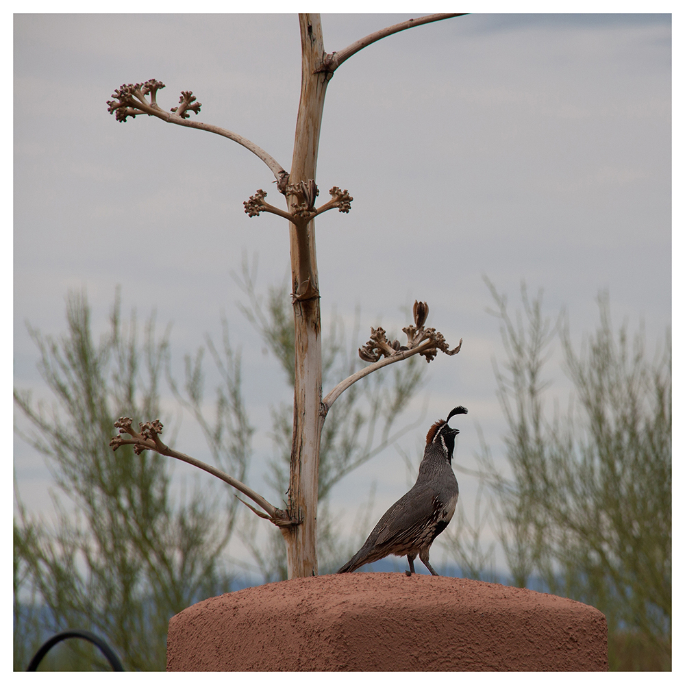 Gambel's Quail