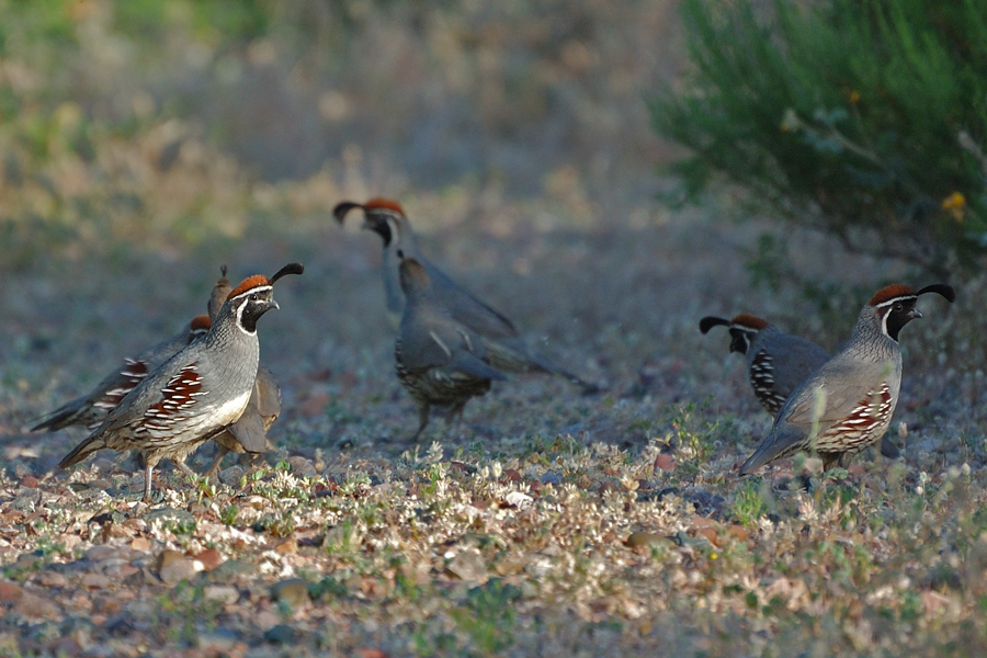 Gambelwachteln - Gambel's Quail (Callipepla gambelii)...