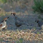 Gambelwachteln - Gambel's Quail (Callipepla gambelii)...