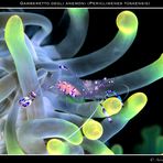 Gamberetto degli anemoni (Periclimenes tosaensis)