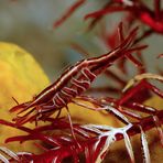 Gamberetto dei crinoidi Mediterraneo (Hippolyte prideauxiana)