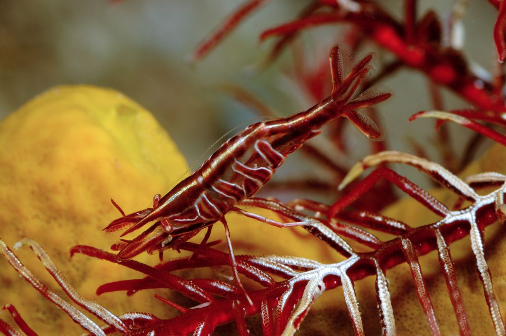 Gamberetto dei crinoidi Mediterraneo (Hippolyte prideauxiana)