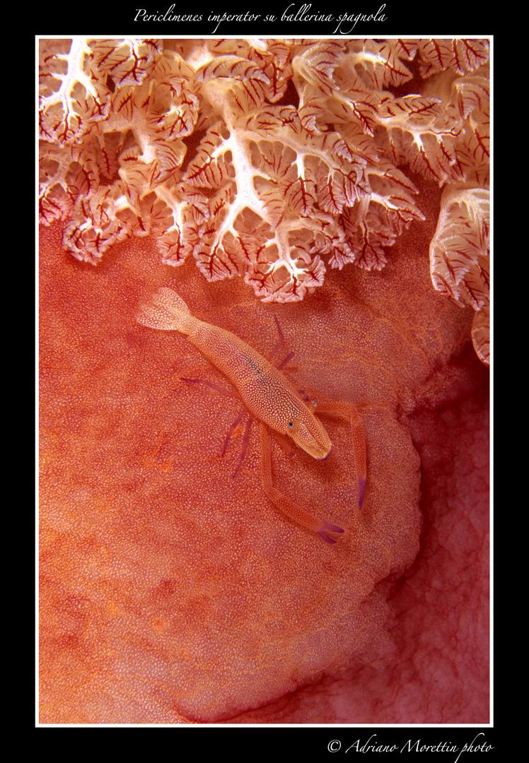 Gamberetto imperatore (Periclimenes imperator) su ballerina spagnola (Exabranchus sanguineus)