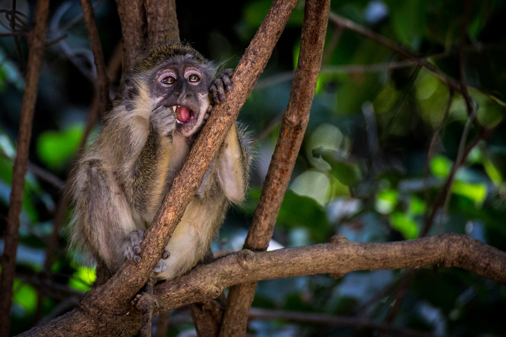 Gambia 2018