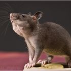 Gambia Riesen Hamsterratte Baby