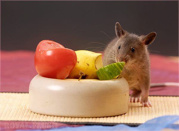 Gambia Riesenhamsterratte 2