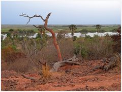 Gambia River (II)