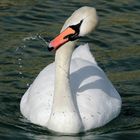 Gambling Swan