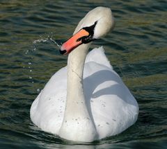 Gambling Swan