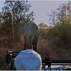 Game Drive