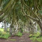 game of thrones....dark hedges